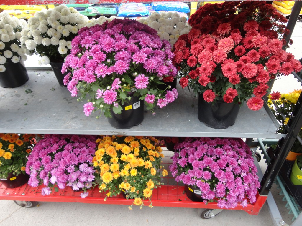 Lowe’s 1.00 Mums SHIP SAVES