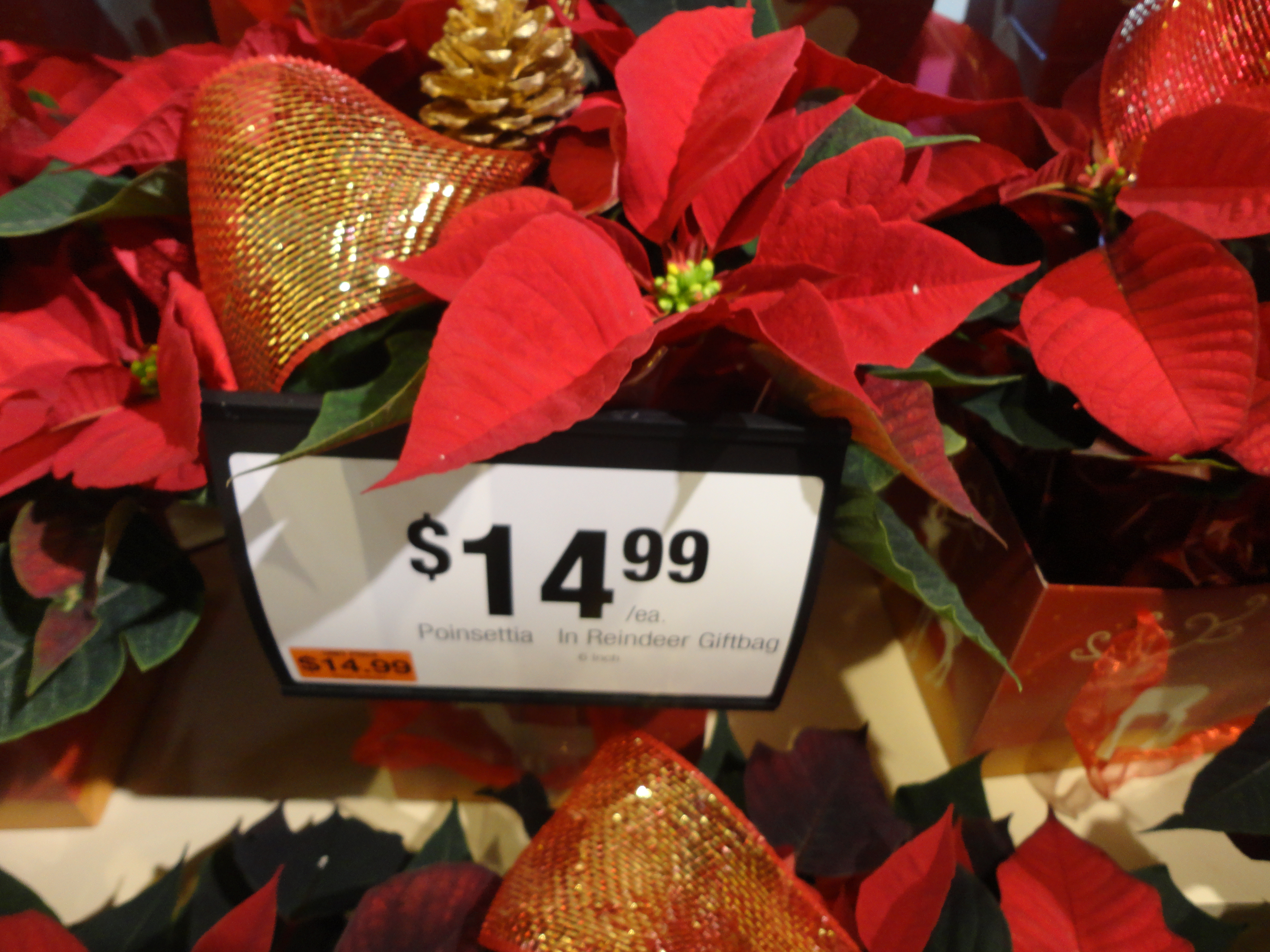 Giant's Poinsettia Prices | Shippensburg, PA - SHIP SAVES