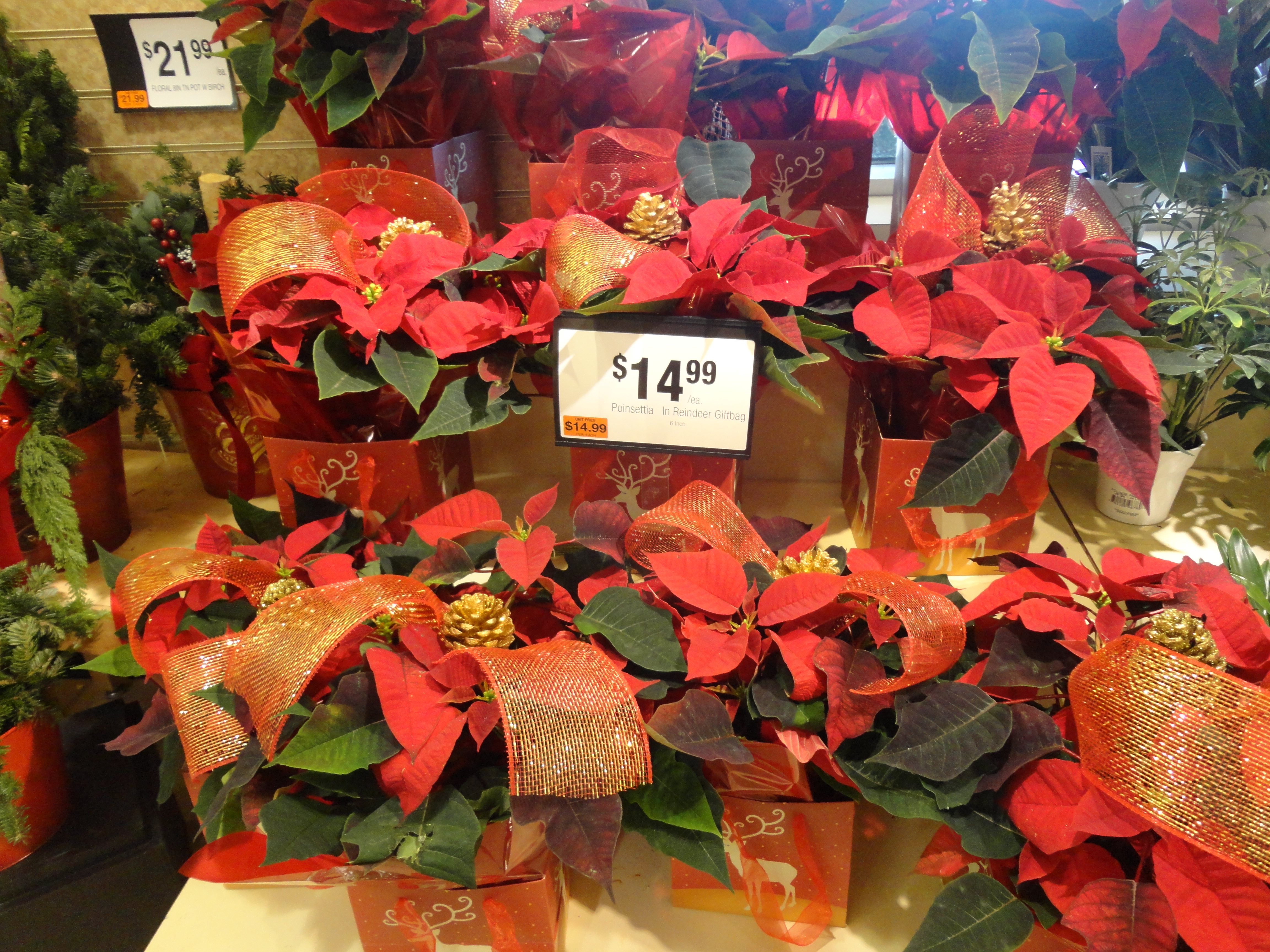 Giant's Poinsettia Prices | Shippensburg, PA - SHIP SAVES