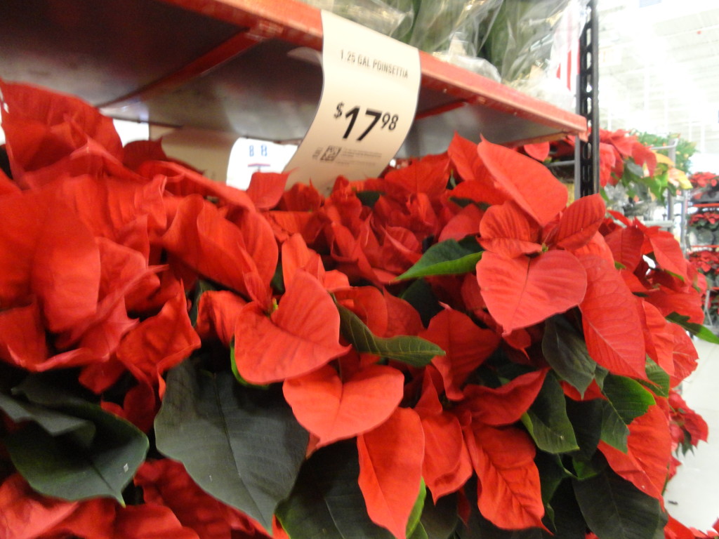Lowe’s Poinsettia Prices Shippensburg, PA SHIP SAVES