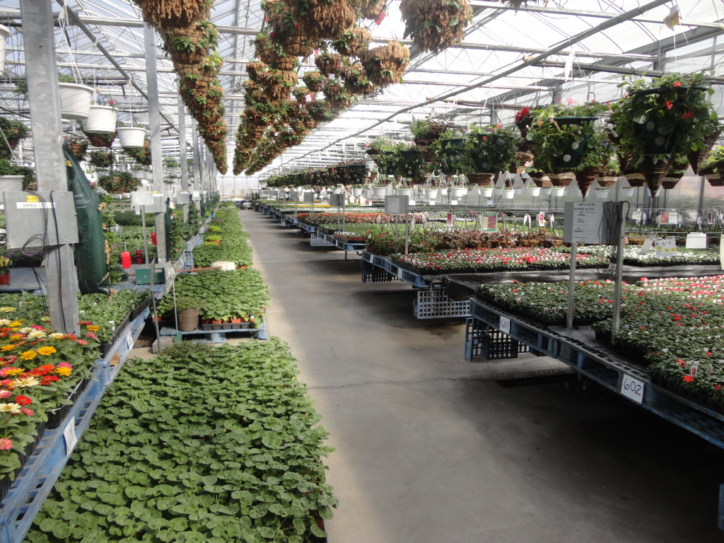 Local Business Spotlight Lurgan Greenhouse SHIP SAVES