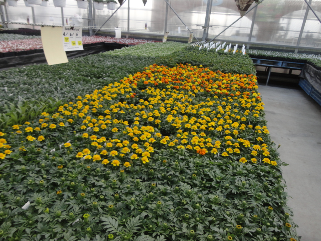 Local Business Spotlight Lurgan Greenhouse SHIP SAVES