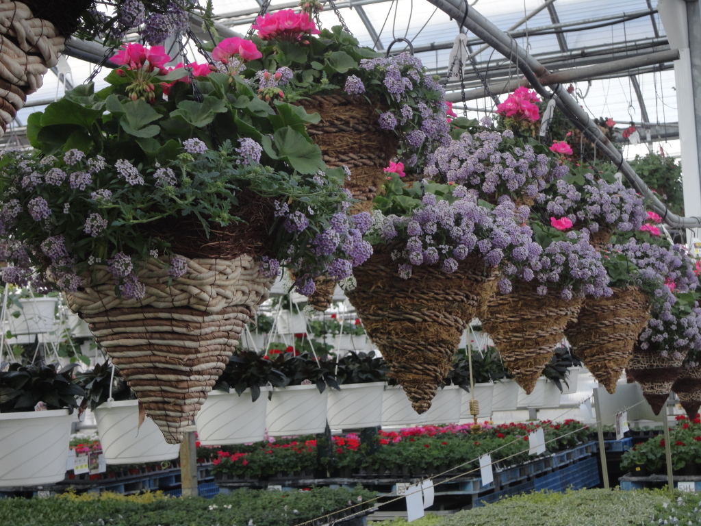 Local Business Spotlight Lurgan Greenhouse SHIP SAVES