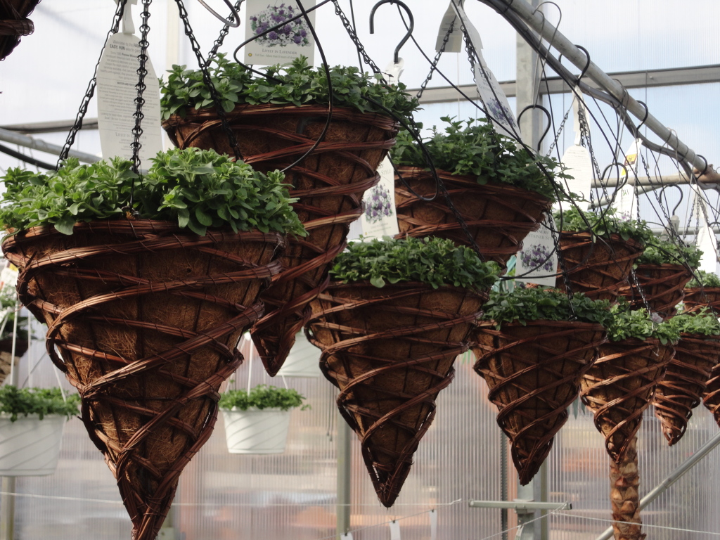 Local Business Spotlight Lurgan Greenhouse SHIP SAVES