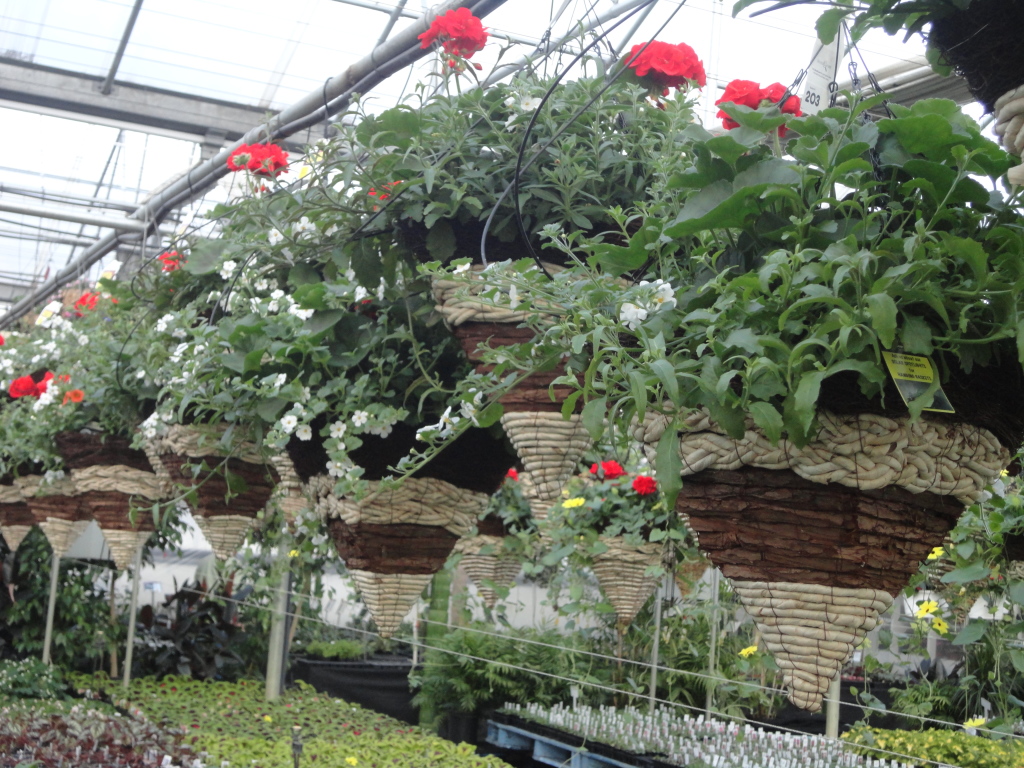Local Business Spotlight Lurgan Greenhouse SHIP SAVES
