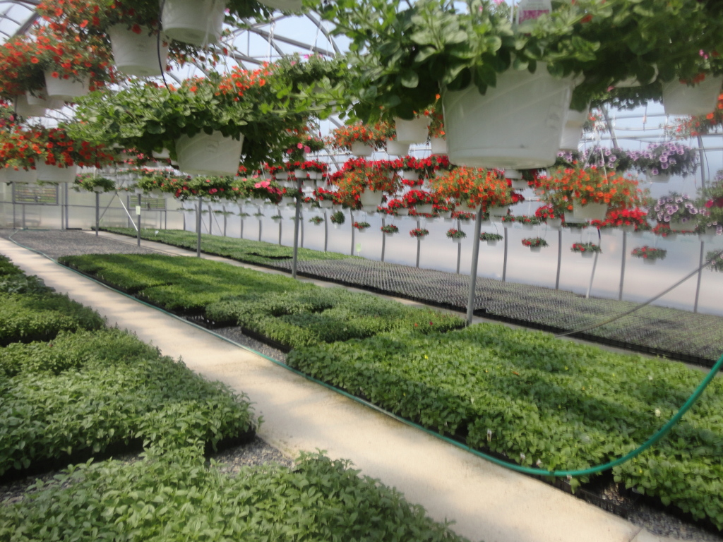 Taylor’s Greenhouse Event “Everything Butterflies” on 4/25