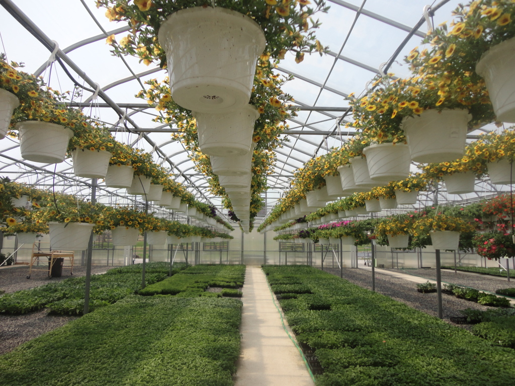 Taylor’s Greenhouse Event “Everything Butterflies” on 4/25