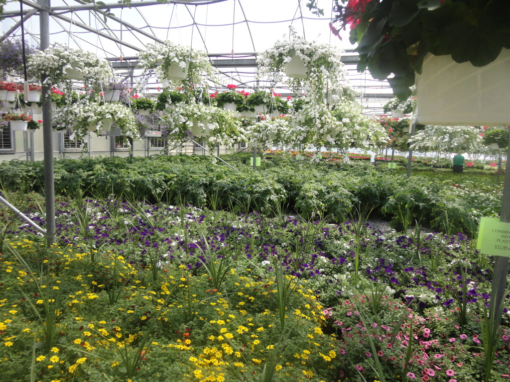 Taylor’s Greenhouse Event “Everything Butterflies” on 4/25