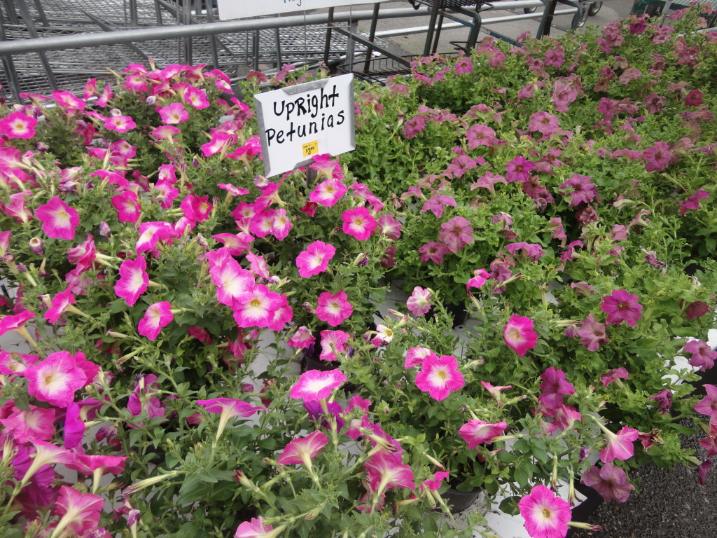Lurgan Greenhouse Summer Sale Starts June 20th SHIP SAVES