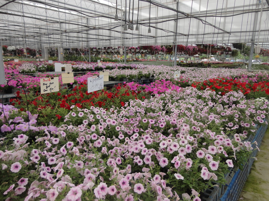 Lurgan Greenhouse Summer Sale Starts June 20th SHIP SAVES