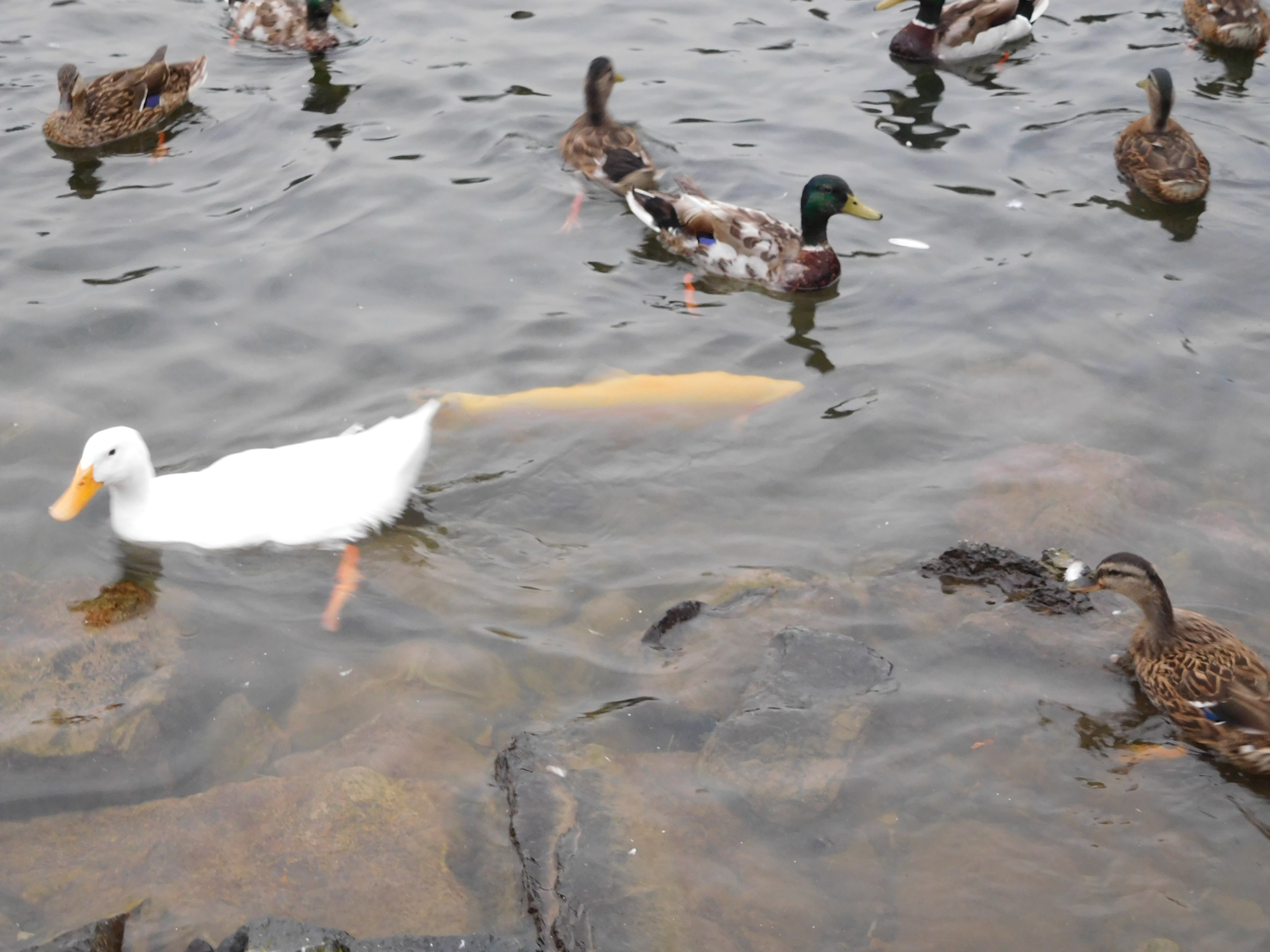 Duck Pond - Burgess Events