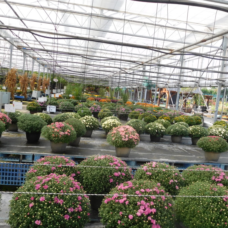 Mums the Word at Lurgan Greenhouse Sneak Peak at their Fall Mums