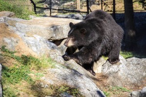 bear at hershey zoo