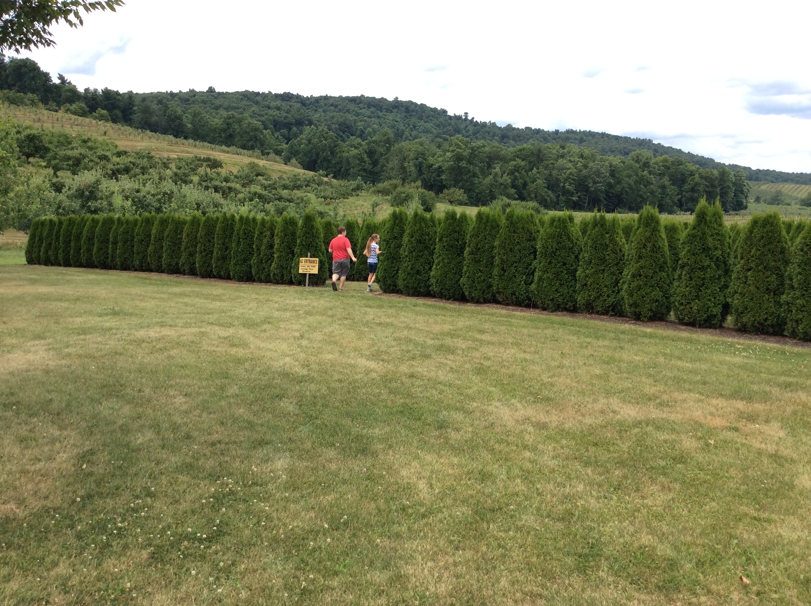 Boyer Nurseries & Orchards FREE Evergreen Hedge Maze Ship Saves