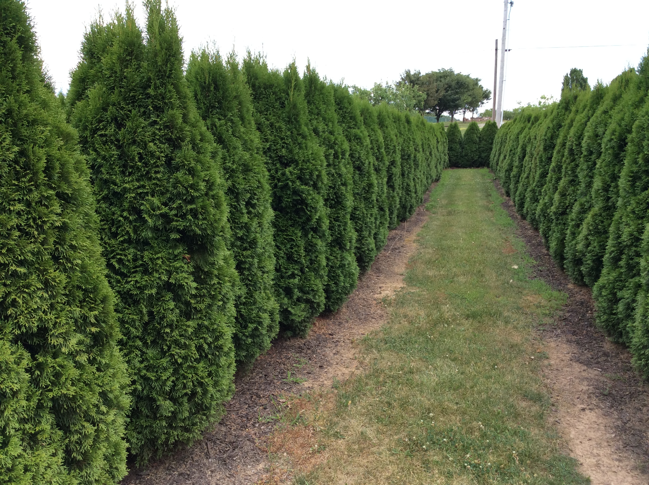 Boyer Nurseries & Orchards FREE Evergreen Hedge Maze Ship Saves