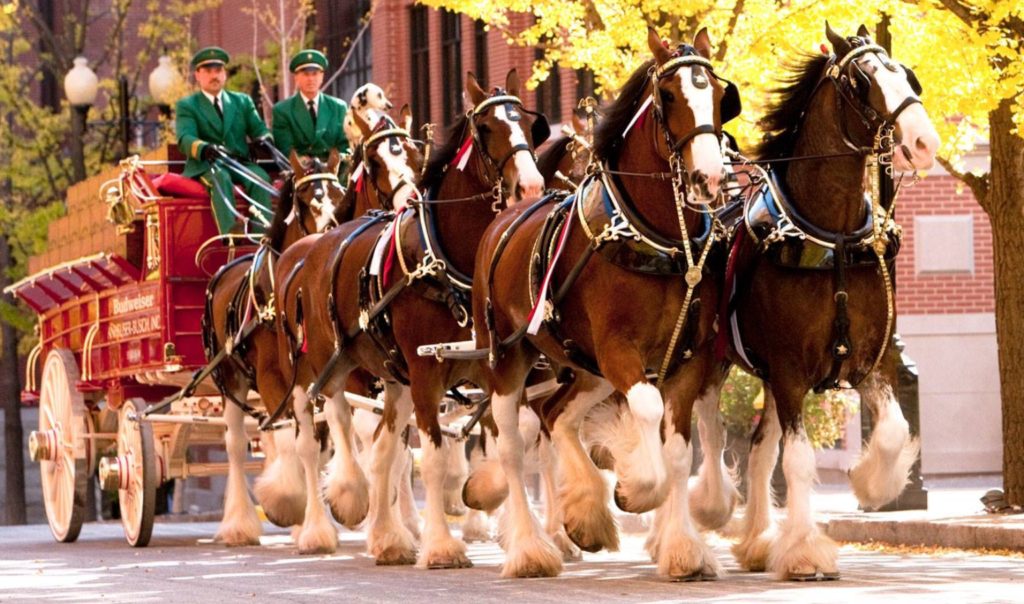 Budweiser Clydesdales to parade in Shippensburg on September 6 Ship Saves