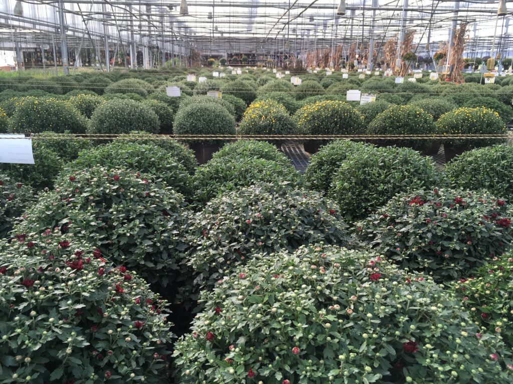 Lurgan Greenhouse Fall Customer Appreciation Days Ship Saves