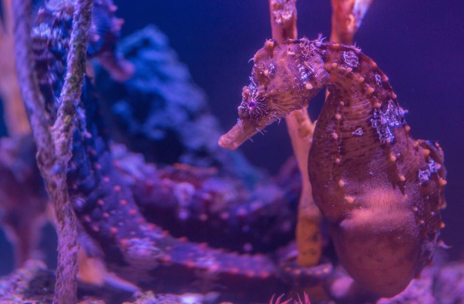 National Aquarium HalfPrice Friday Nights SHIP SAVES