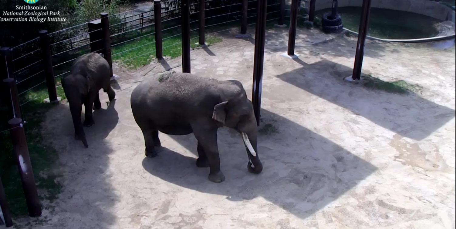 National Zoo's Elephant Cam - SHIP SAVES