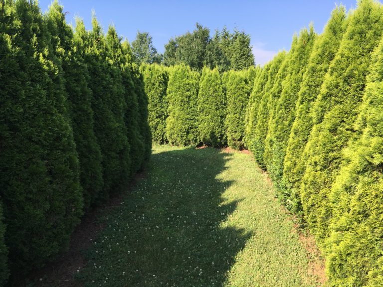 Boyer Nurseries & Orchards PickYourOwn Sweet Cherries SHIP SAVES