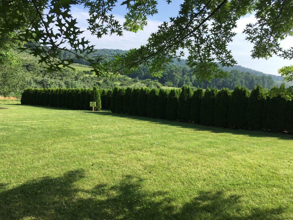 Explore Boyer Nurseries & Orchards’ Evergreen Hedge Maze SHIP SAVES