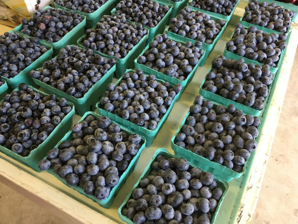 Explore Boyer Nurseries & Orchards’ Evergreen Hedge Maze SHIP SAVES