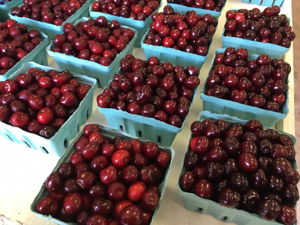 Explore Boyer Nurseries & Orchards’ Evergreen Hedge Maze SHIP SAVES