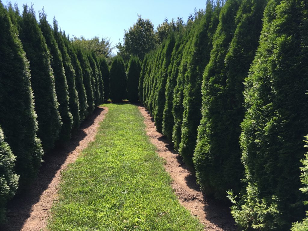 Boyer Nurseries & Orchards FREE Evergreen Hedge Maze SHIP SAVES