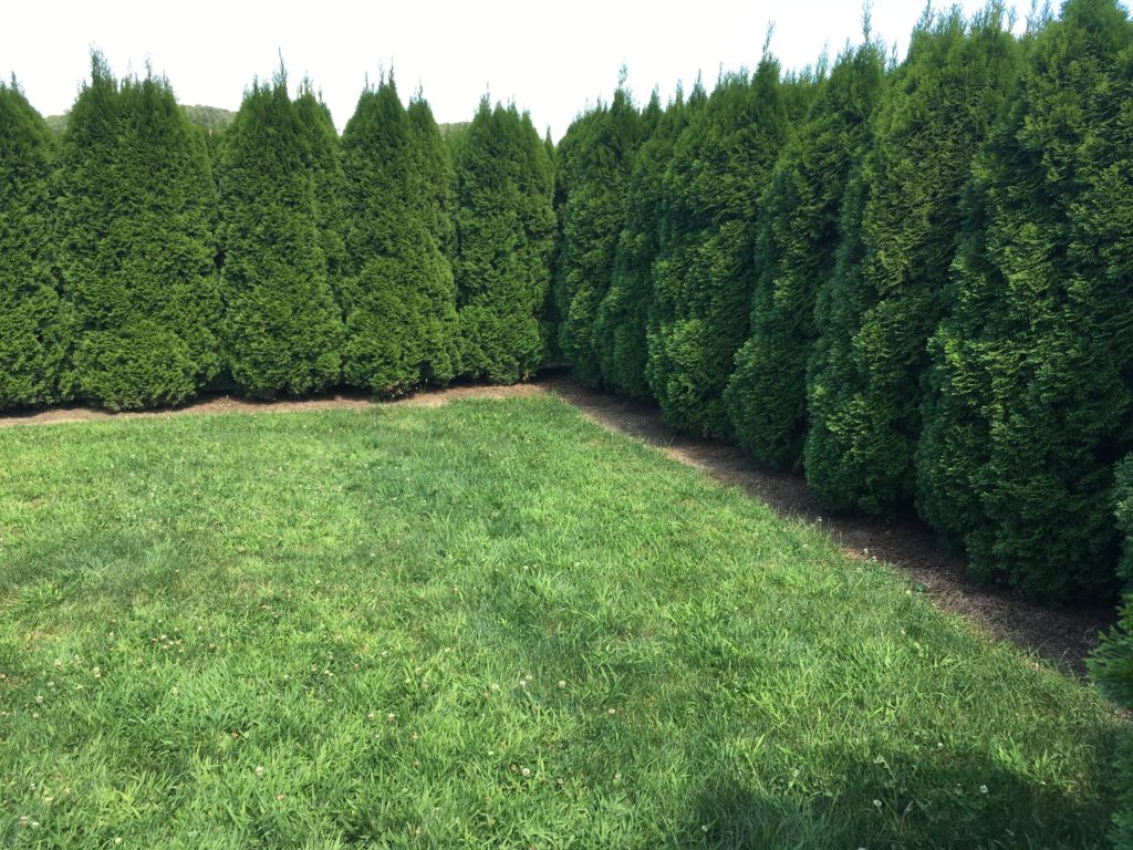 Boyer Nurseries & Orchards FREE Evergreen Hedge Maze SHIP SAVES