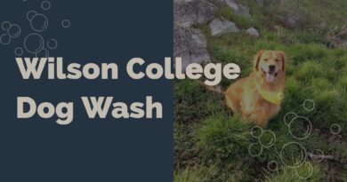 Dog Wash