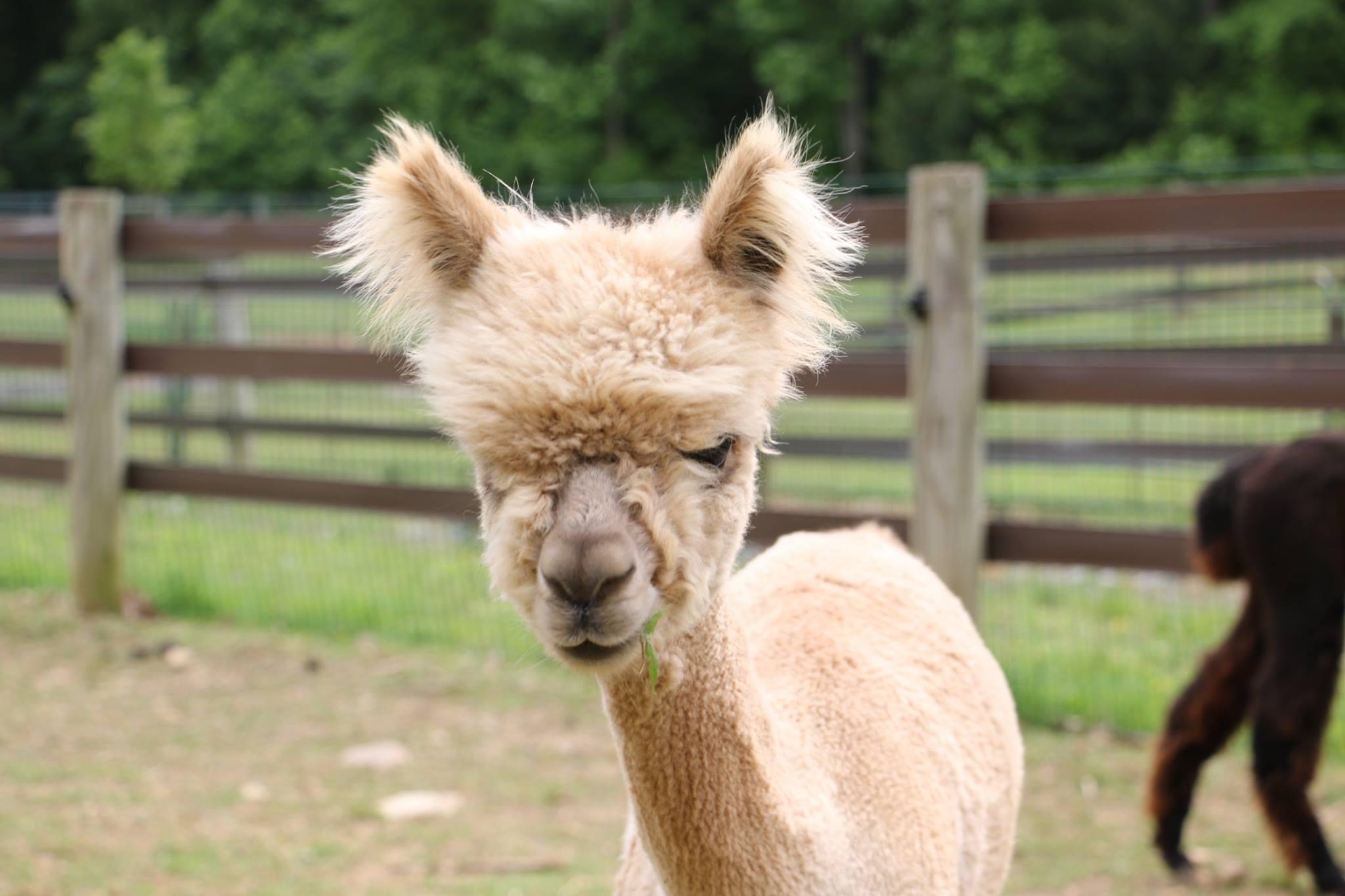 Visit Alpacas During National Alpaca Farm Days SHIP SAVES