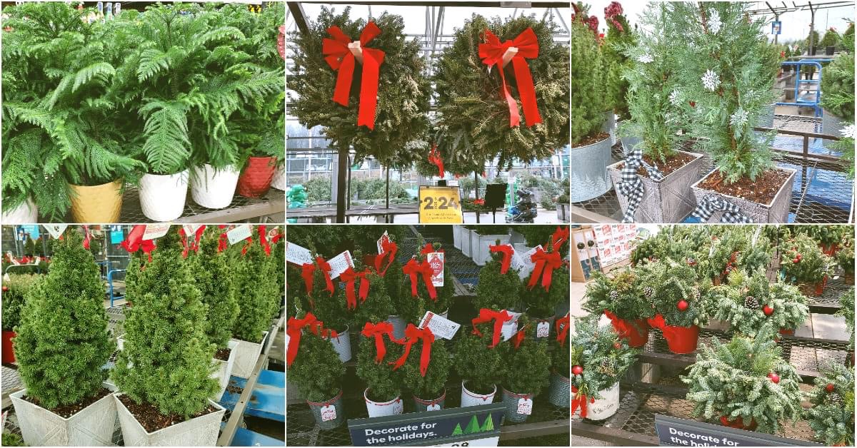 Fresh Greenery at Lowe’s Chambersburg Planters, Pots, Poinsettias